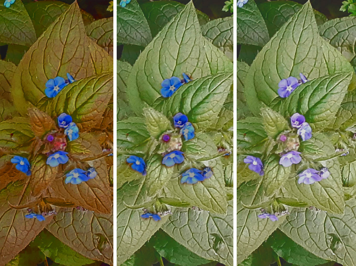 Colour adjustment of green alkanet plant - an experiment as part of Rachel Beckett's primary colours research project.