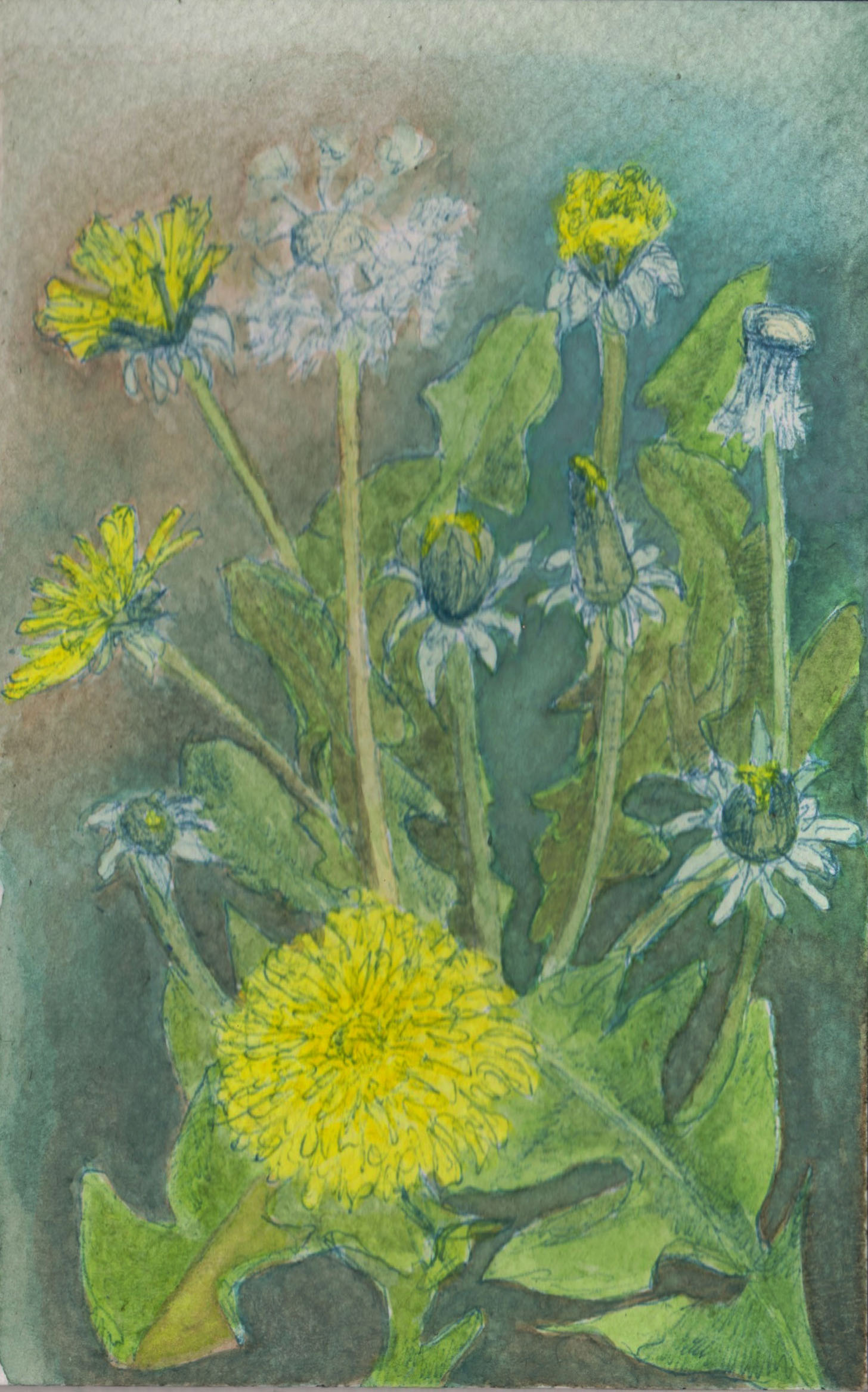 Dandelion - an illustration from the proposed e-book