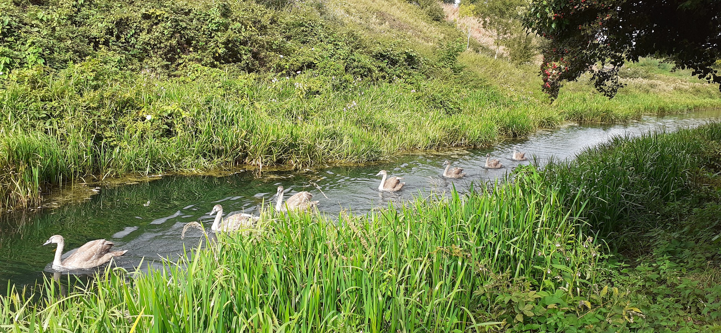 seven-cygnets-Stroudwater-Canal